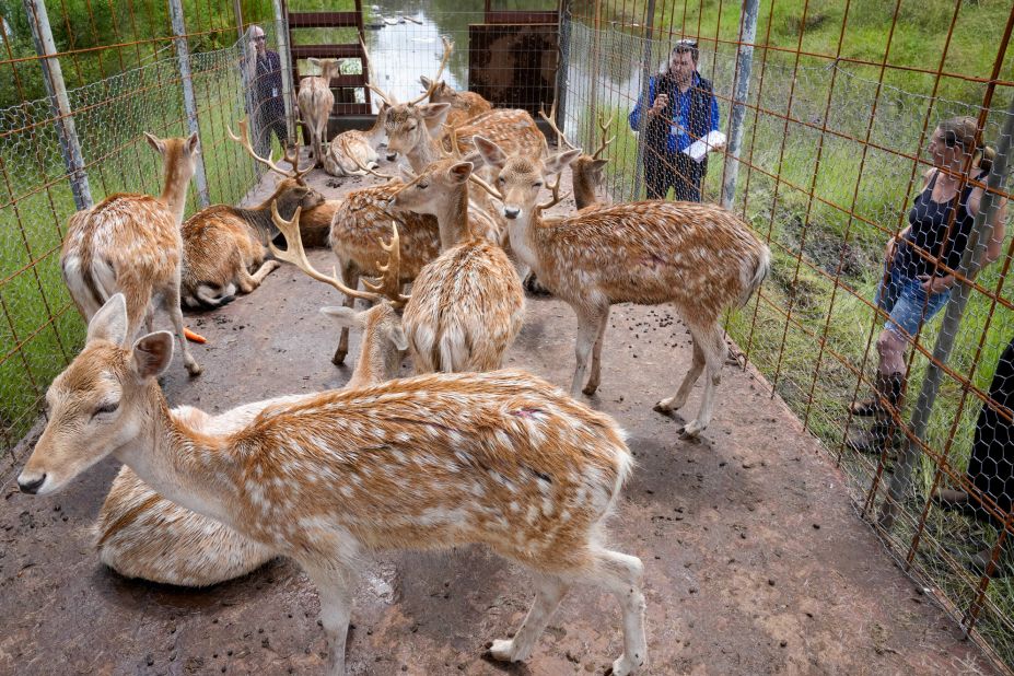 Deer are kept in an enclosure as they are transferred away from flooded farmlands on the outskirts of Sydney on March 3.