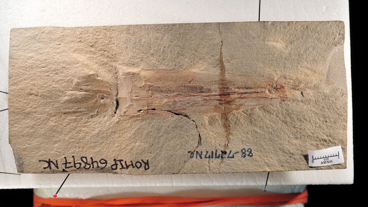 The exceptionally well-preserved vampyropod fossil is located at the Royal Ontario Museum in Canada.