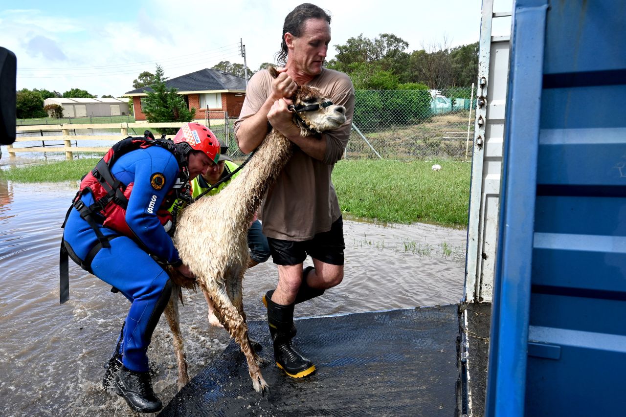Volunteers from the State Emergency Service rescue a llama from a flooded farm in western Sydney on March 3.