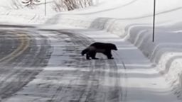 A tourist captured a video of a wolverine in the Northeast section of Yellowstone National Park.
