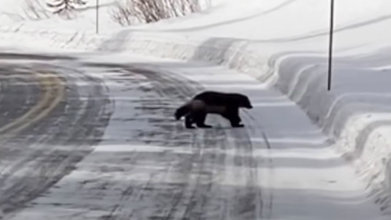Tourist Carl Kemp captured video of a wolverine in the northeast section of Yellowstone National Park.
