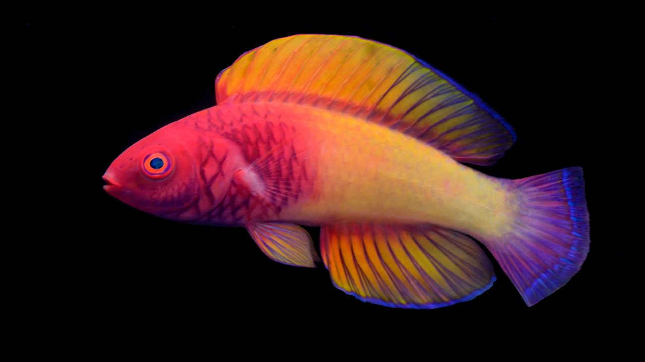 The male rose-veiled fairy wrasse showcases a stunning variety of colors as an adult.