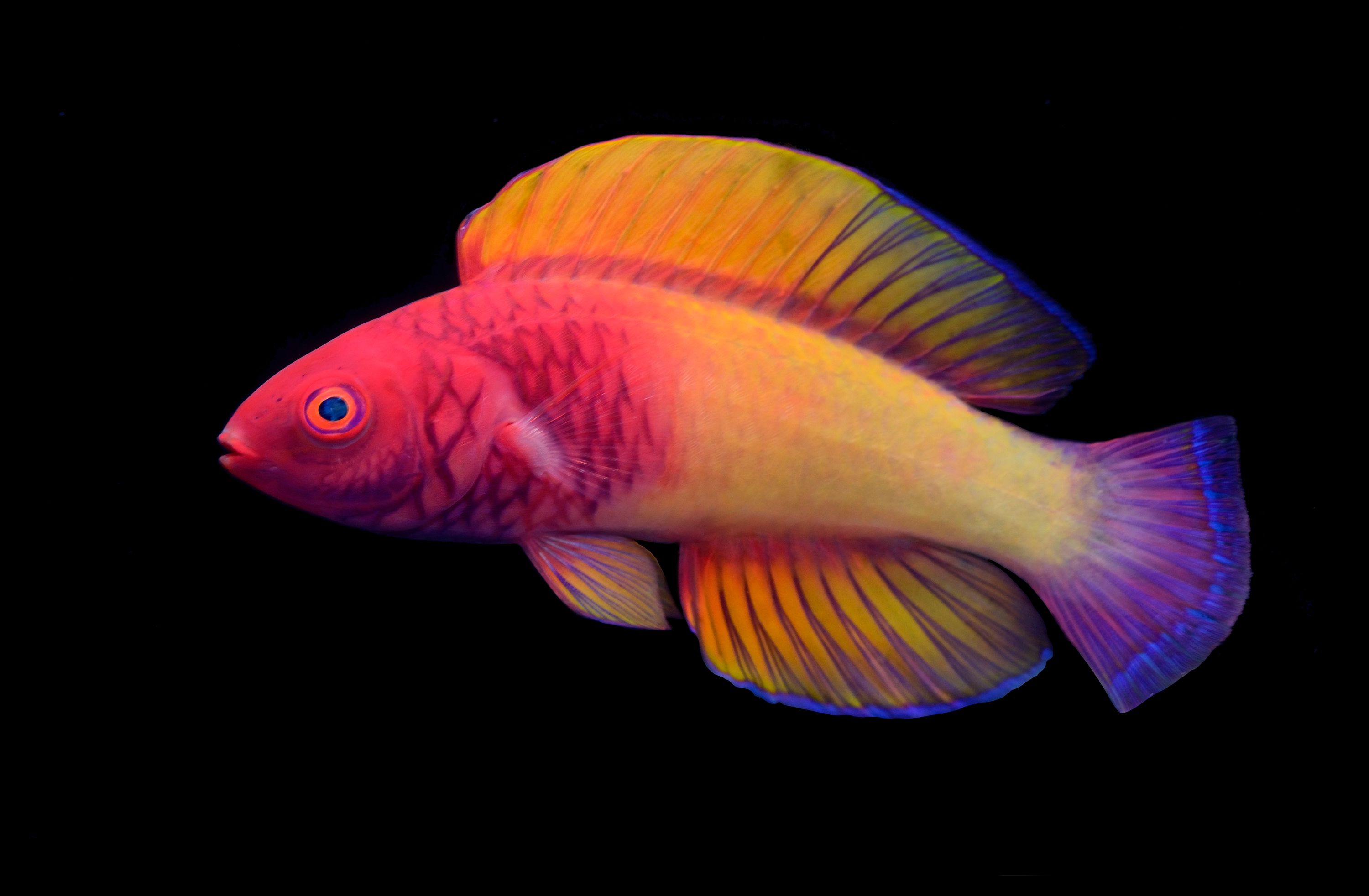 New rainbow-colored fish lives in the ocean's 'twilight zone' | CNN