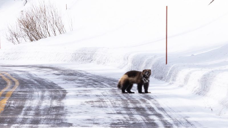 Rare wolverine sighting in Yellowstone was captured on video | CNN