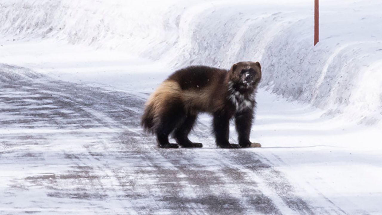 Rare wolverine sighting in Yellowstone was captured on video CNN