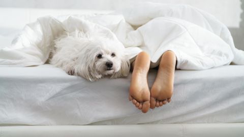 In some cases, people with anxiety, depression or PTSD could benefit from sleeping with a pet in the bed, said Dr. Raj Dasgupta of USC's Keck School of Medicine.