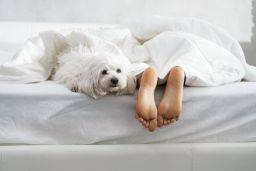 In some cases, people with anxiety, depression or PTSD could benefit from sleeping with a pet in the bed, said Dr. Raj Dasgupta of USC's Keck School of Medicine.