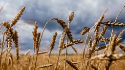 Wheatears ripen in a field in western Ukraine. 