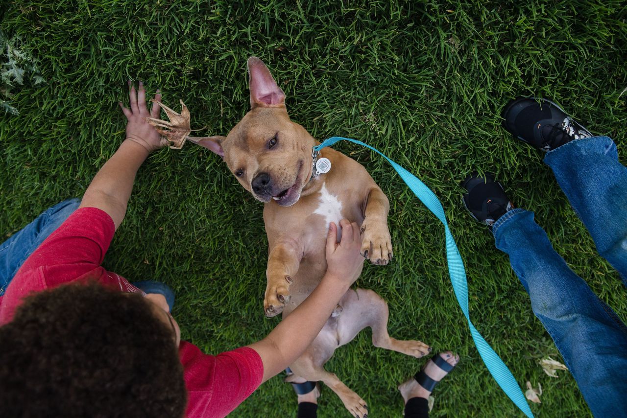Mase, a pit bull, plays in the grass with his new human brother Delonte Hillery in a park in Escondido, California in April 2020. Shelters across the US emptied out thanks to Covid-19, as people confined to their homes sought companionship from furry friends. 
