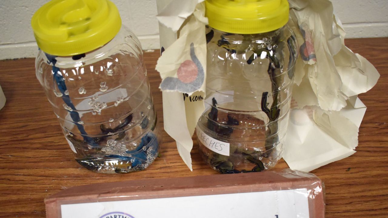 US Customs and Border Protection seized jars of protected leeches.