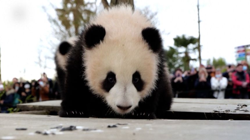 01 baby pandas reuters