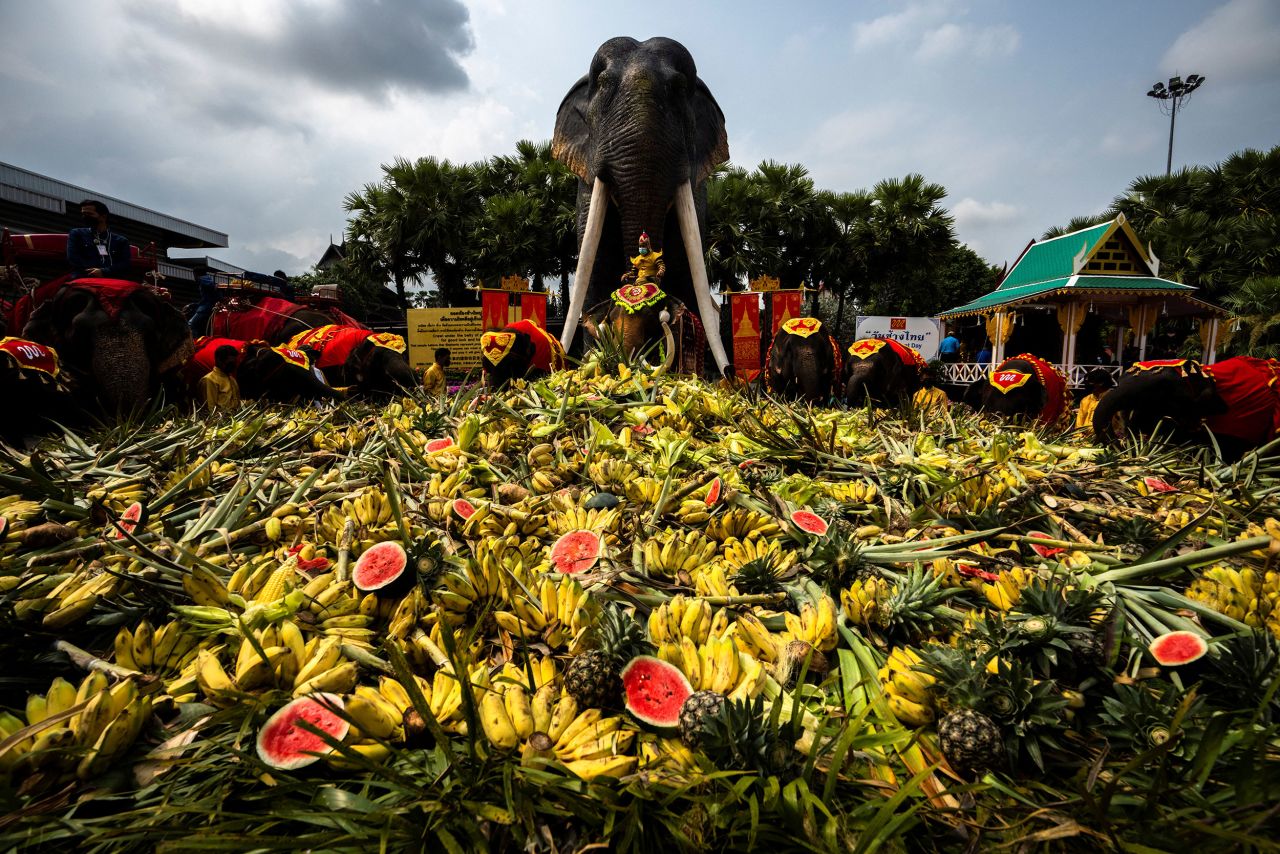 Elephants enjoy a "buffet" of fruit and vegetables during Thailand's National Elephant Day celebration on March 13 2022. 