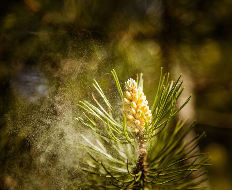 Allergy Season Will Begin More Than A Month Earlier Than Normal And Be ...