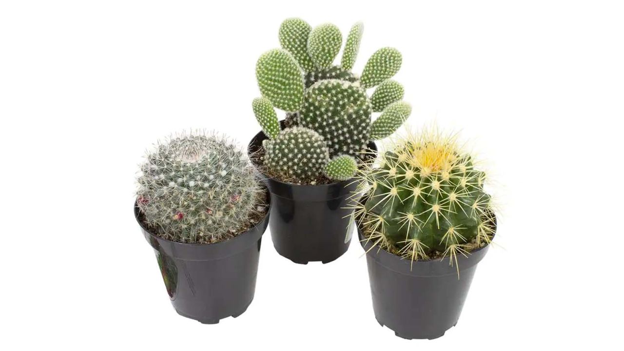Altman Plants Assorted Catcus Collection Home Depot