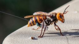 Giant male hornets can be tricked into being captured with a synthetic sex pheromone. 