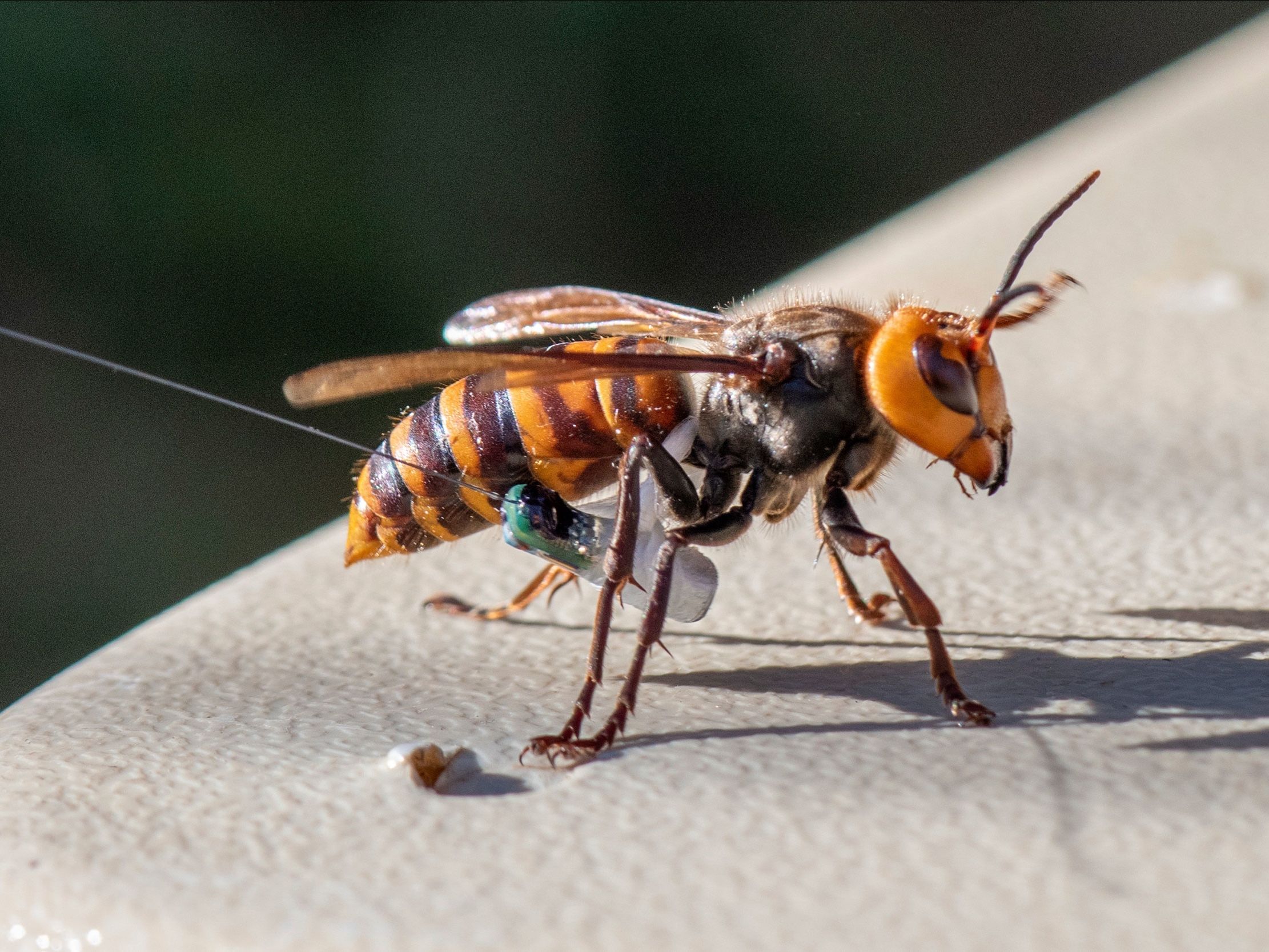 giant hornet attack