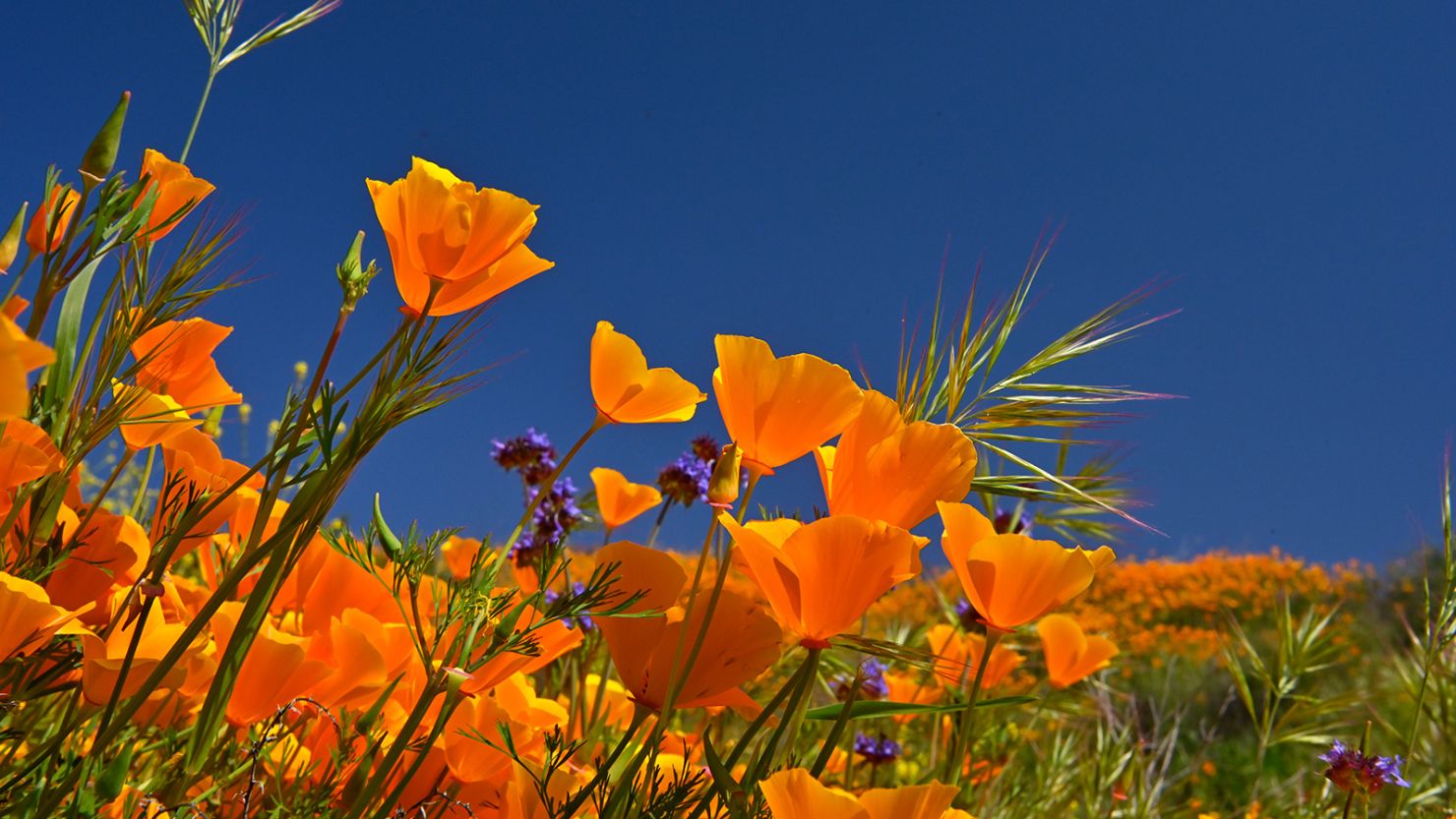 California Wild Poppies Blanket California Wild Poppies Blanket
