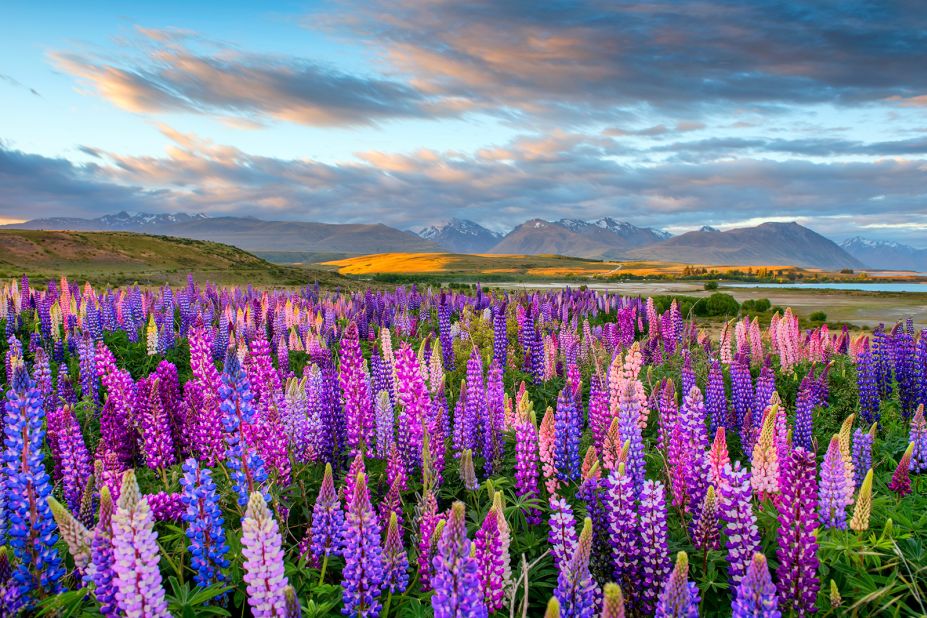 <strong>10. New Zealand.</strong> Lake Tekapo's famous lupins bloom on the South Island of New Zealand, the No. 10 country in the happiness rankings released in 2022.