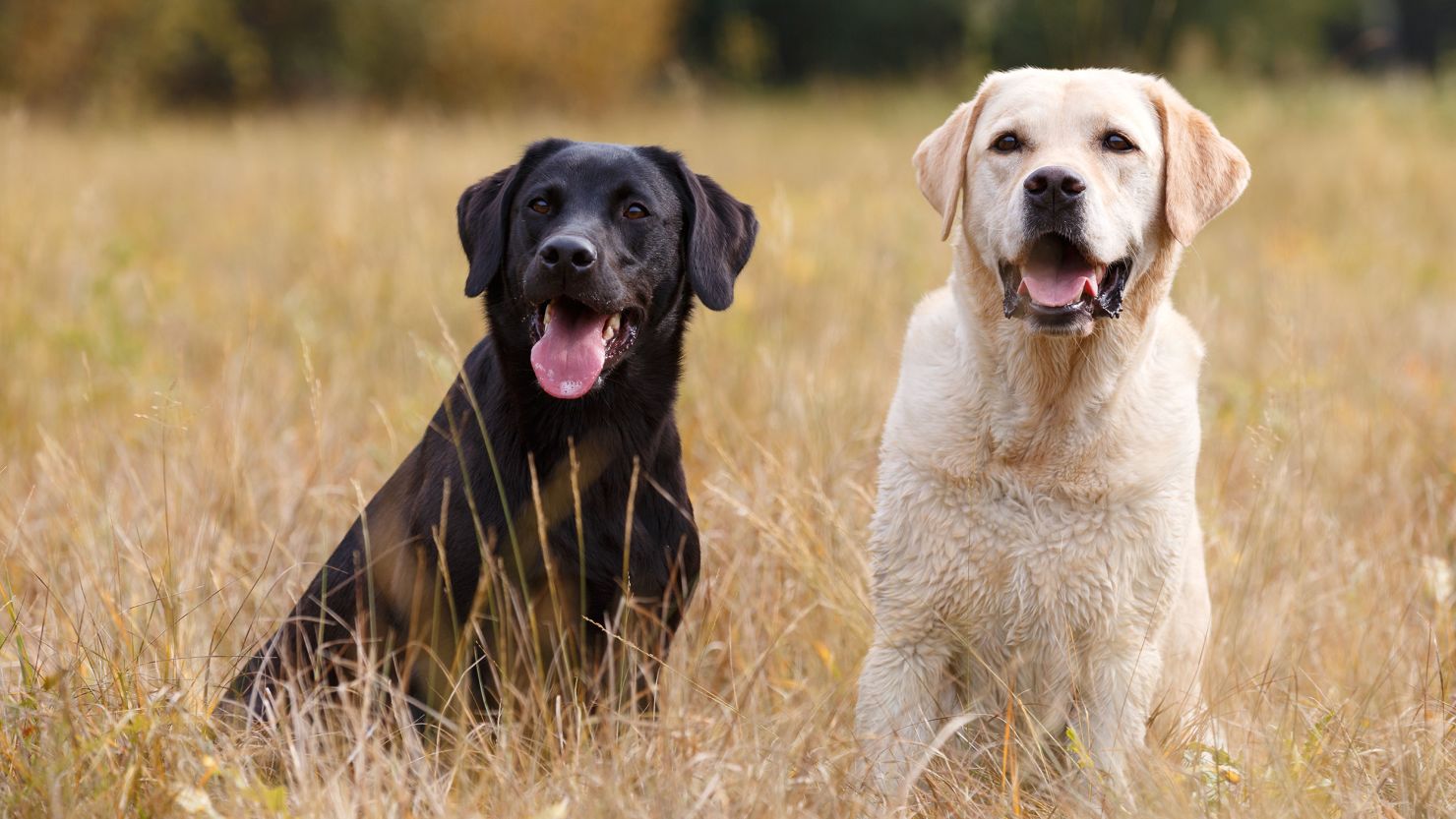 The Labrador retriever, a breed that originated in Canada, is the most popular dog of 2021.