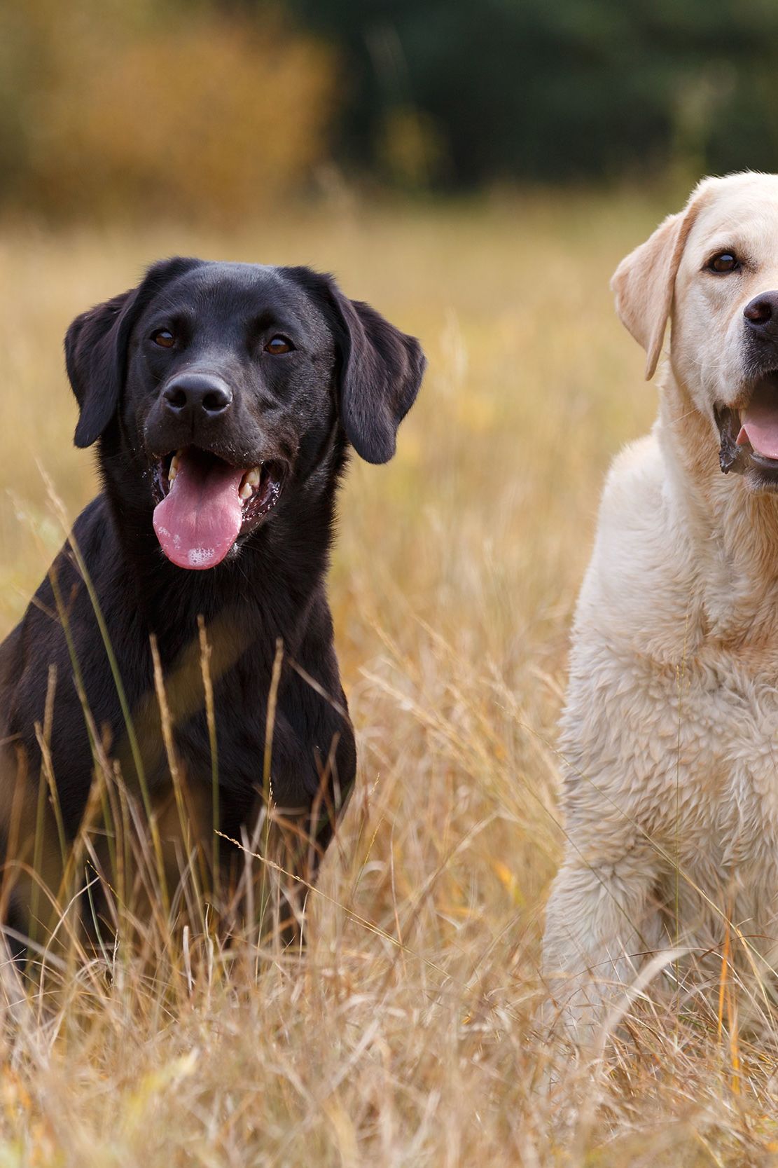 10 Most Popular Dog Breeds AKC Best Dogs 2021 atelieryuwa.ciao.jp