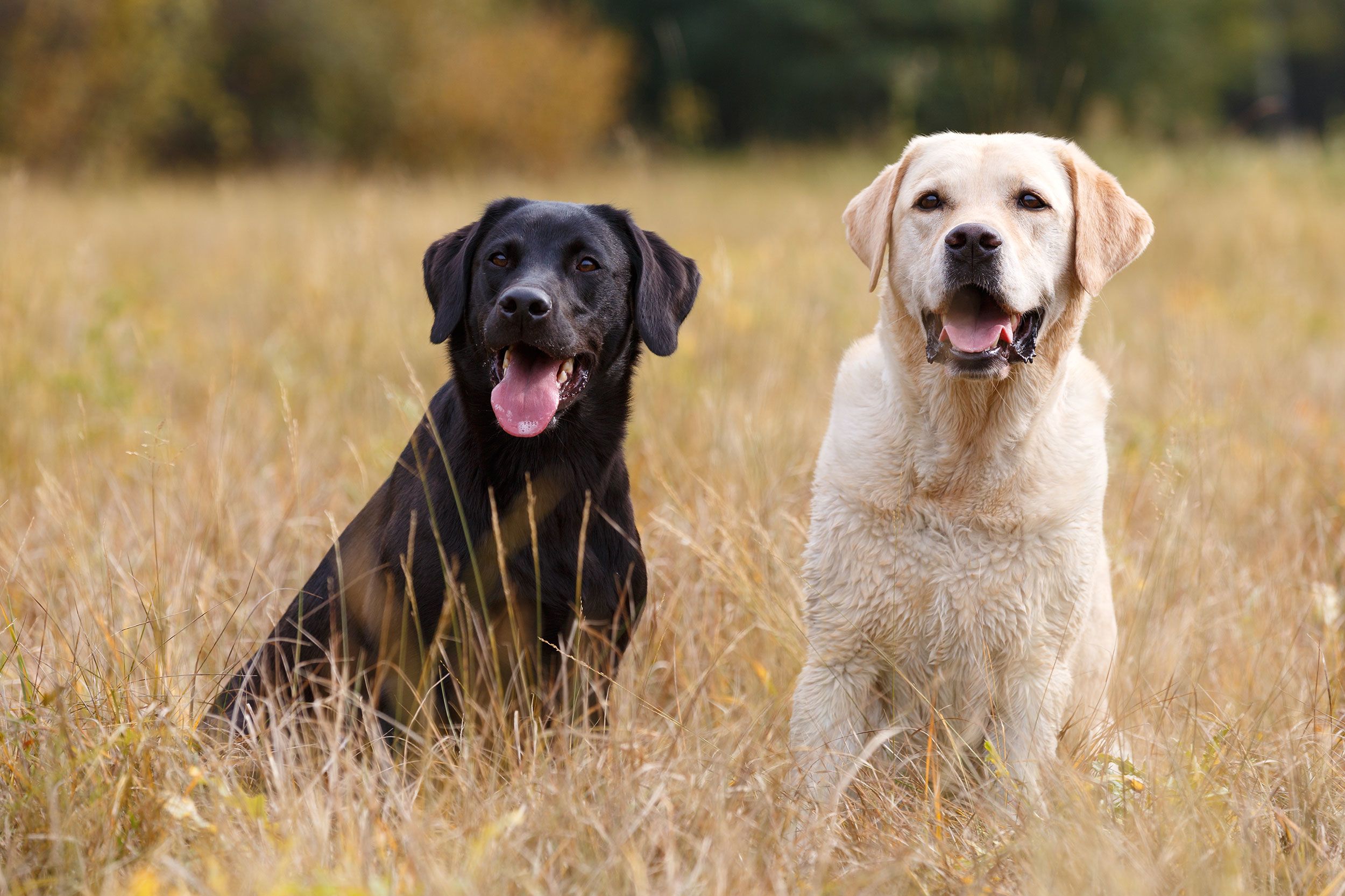 gans Regeren Zeug Labrador retriever tops American Kennel Club's annual list of most popular  dog breeds | CNN