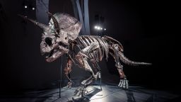 Horridus the Triceratops is permanently on display at the Melbourne Museum.