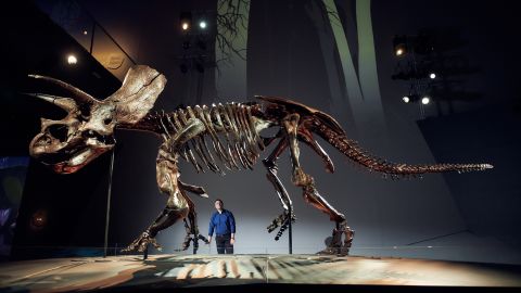 Erich Fitzgerald helped curate Horridus the Triceratops' exhibit at the Melbourne Museum.