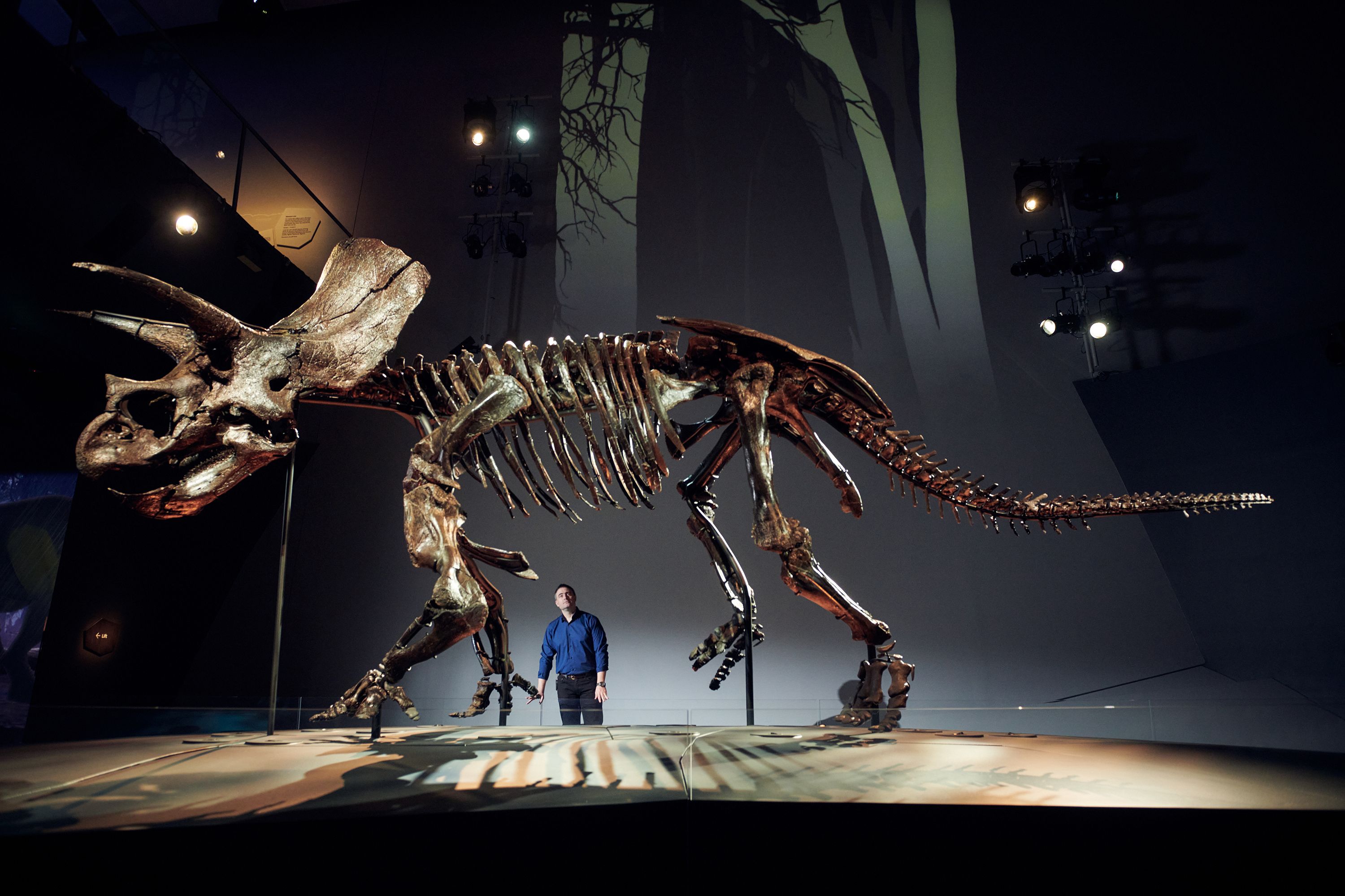 Horridus the Triceratops is one of the most complete dinosaur skeletons on  Earth | CNN
