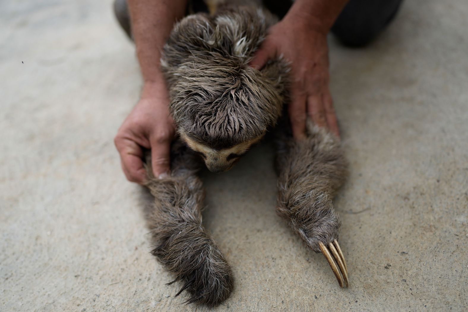Juan Carlos Rodriguez shows the amputated claw of a rescued sloth in San Antonio de Los Altos, Venezuela, on Saturday, March 12. Rodriguez and his wife, Haydee, have transformed their home into a sloth rescue and rehabilitation center.