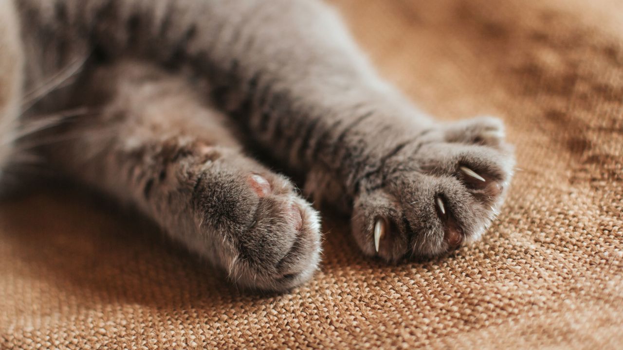 Supporters of the bill say that declawing causes unnecessary pain and can create health problems for cats. 