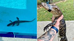 A young alligator made an unexpected visit to a Florida swimming team's pool.