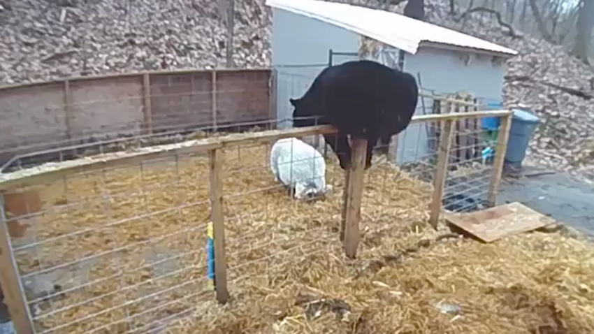 pigs fight black bear that jumped in pen Connecticut orig jc_00000000.png