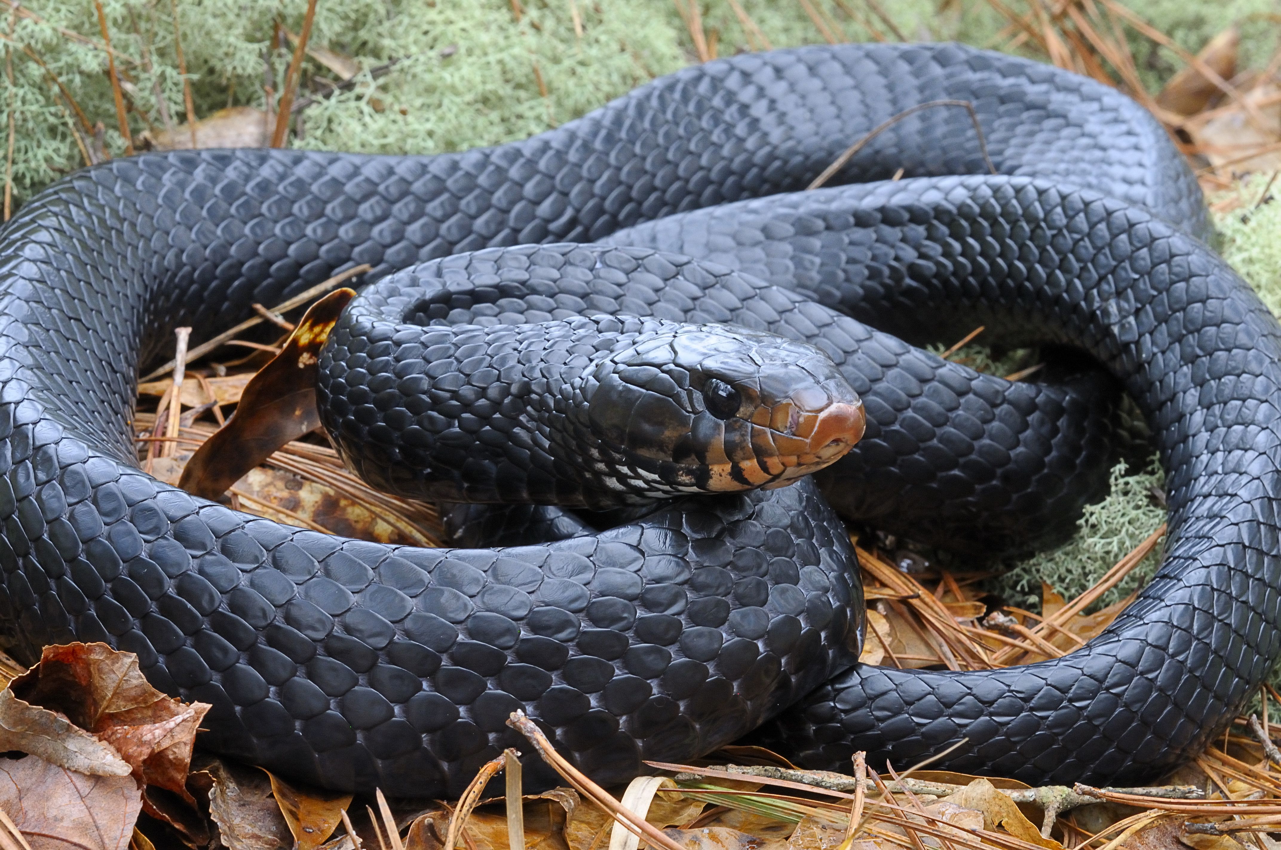 Alabama: Eastern indigo snake found in the state for just the ...