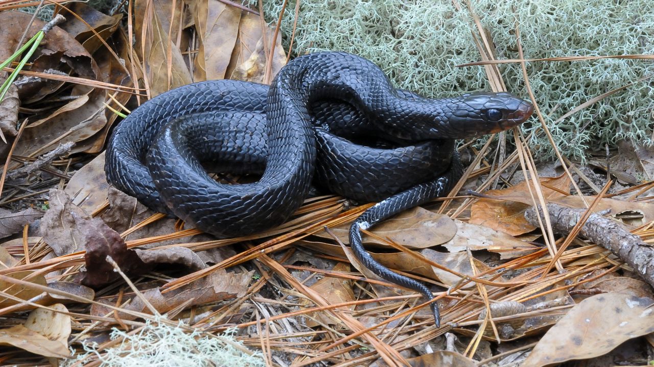 The elusive Eastern Indigo snake.