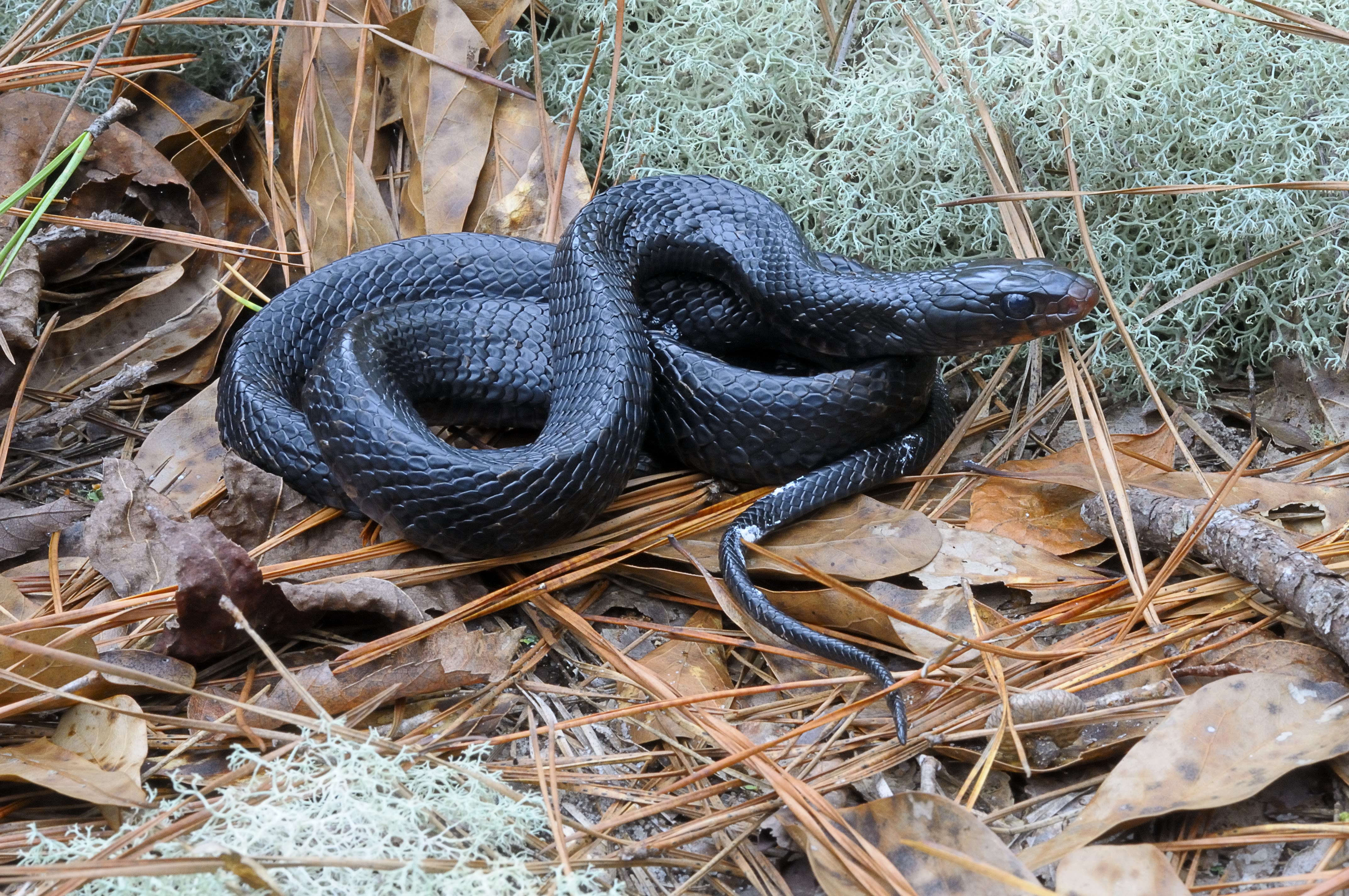 Alabama: Eastern indigo snake found in the state for just the second time  in 60 years | CNN