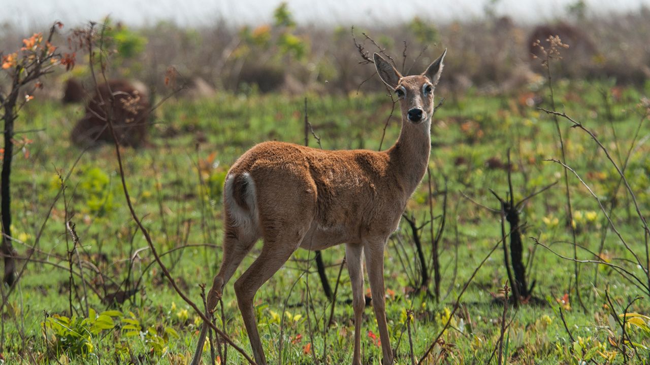Pampas deer are one of the many animals that live in Emas National Park.