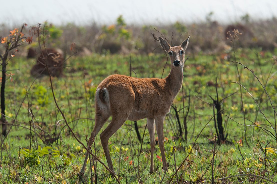 Pampas deer are one of the many animals that live in Emas National Park.