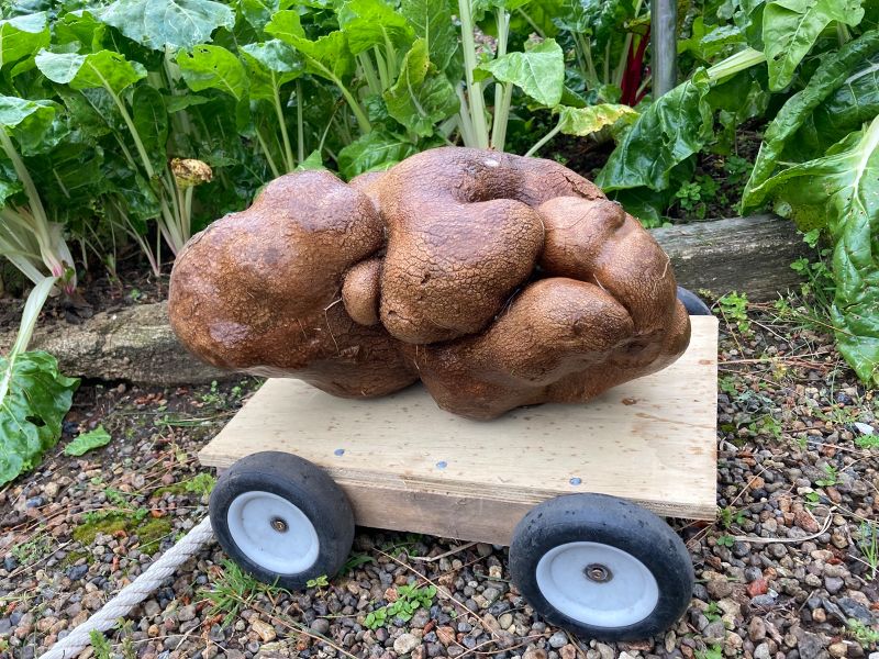 Dug The Gigantic 'potato' Not A Potato After All | CNN