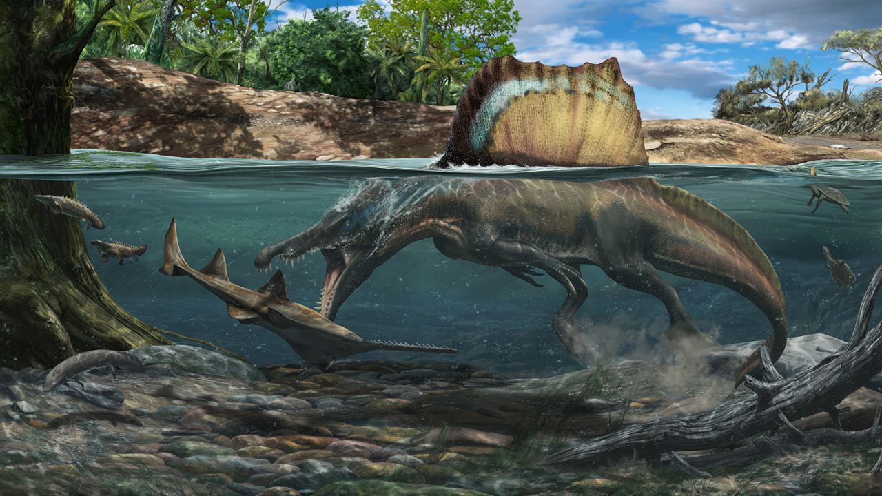 Spinosaurus hunting a large underwater sawfish. 