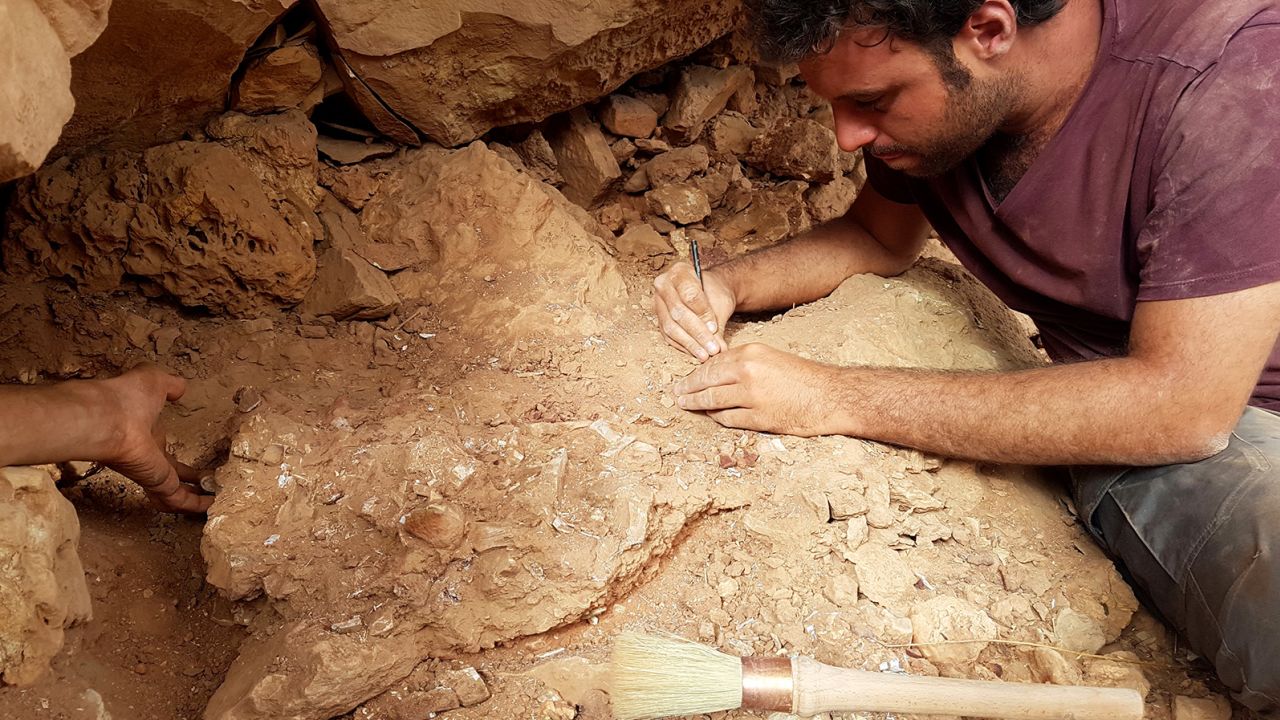 Paleontologist Matteo Fabbri working on a fossil in the field.