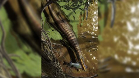 O ilustrație a lui Baryonyx walkeri, un spinozaurid din Marea Britanie, vânătoare și hrănire.