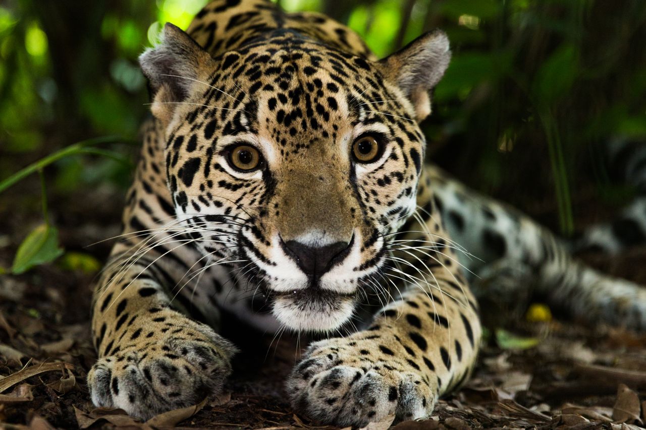 Jaguars once roamed from the south of the United States to southern Argentina, but in recent decades both their numbers and geographic range have declined. The Central American country of Belize is now considered one of the remaining strongholds. The big cats are notoriously elusive and hard to spot in the wild -- pictured here is a jaguar from Belize Zoo.