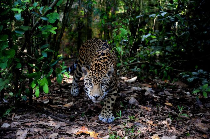 Jaguars need huge spaces and can roam for up to <a href="index.php?page=&url=https%3A%2F%2Fwww.iucnredlist.org%2Fspecies%2F15953%2F123791436%23habitat-ecology" target="_blank" target="_blank">150 square miles</a>. They rely on connectivity across the whole range for survival, but habitat destruction and human development are increasing threats.  