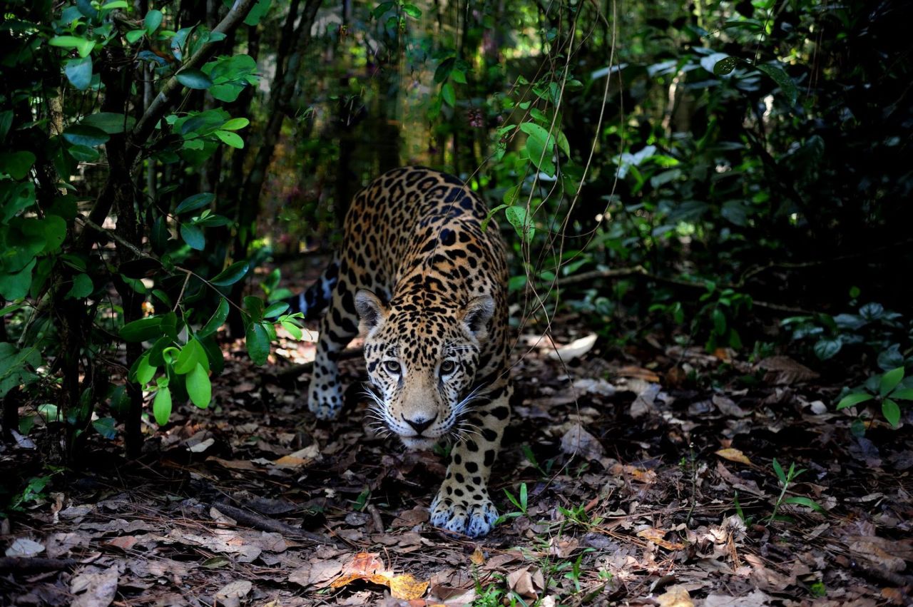 Jaguars need huge spaces and can roam for up to <a href="https://www.iucnredlist.org/species/15953/123791436#habitat-ecology" target="_blank" target="_blank">150 square miles</a>. They rely on connectivity across the whole range for survival, but habitat destruction and human development are increasing threats.