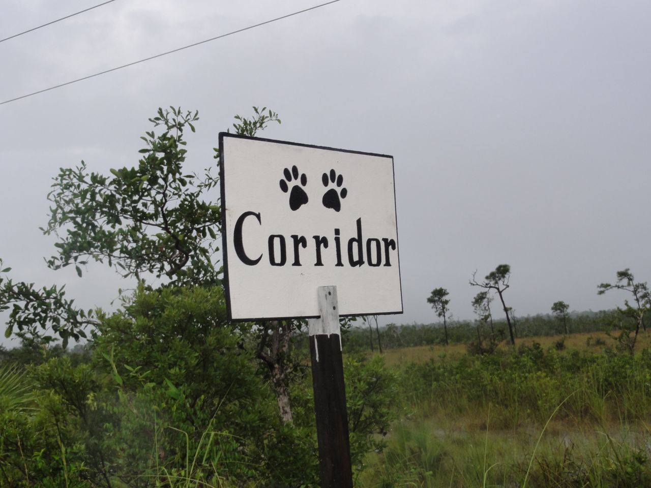 Conservation organizations -- including Panthera, Foundation for Wildlife Conservation, Monkey Bay Wildlife Sanctuary, Belize Zoo, Wildlife Conservation Society and re:wild -- joined forces to protect the Maya Forest Corridor. Their aim is to safeguard the land by buying it.