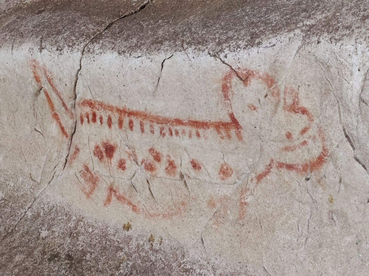 Jaguars have a rich history in Maya culture. They were considered a sacred animal, and a sign of royalty, power and strength. Thousand-year-old paintings of jaguars adorn the walls of caves in the area.