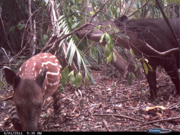 The Maya Forest Corridor also provides an important habitat for other species, such as the endangered Baird's tapir (photographed here by a camera trap), the Central American spider monkey and the critically endangered Central American river turtle. 