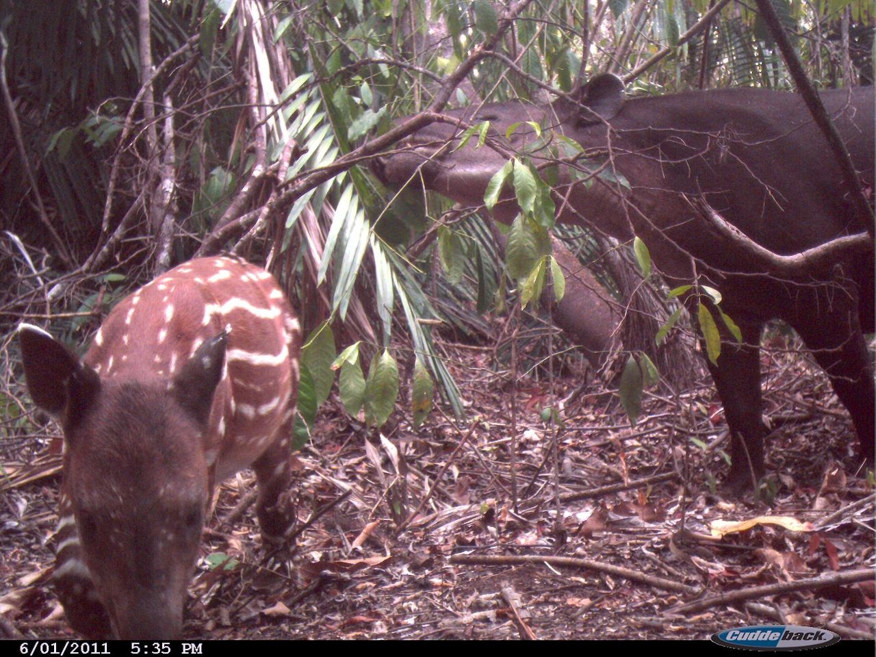 The Maya Forest Corridor also provides an important habitat for other species, such as the endangered Baird's tapir (photographed here by a camera trap), the Central American spider monkey and the critically endangered Central American river turtle.