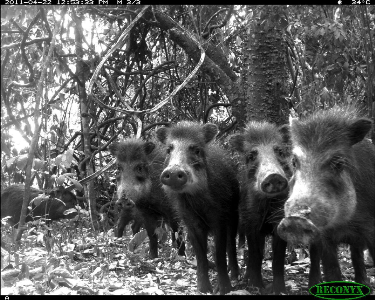 White-lipped peccaries are also found in the region and are considered vulnerable by the IUCN.