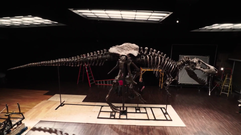 stan dinosaur history museum abu dhabi ctw intl_00003612.png